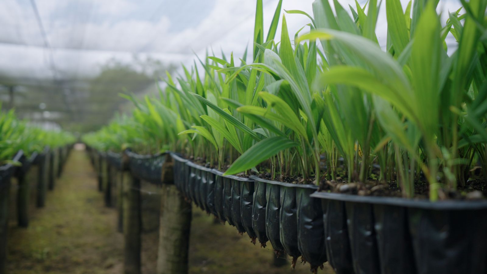 Mudas cultivadas no viveiro da BioAmaz